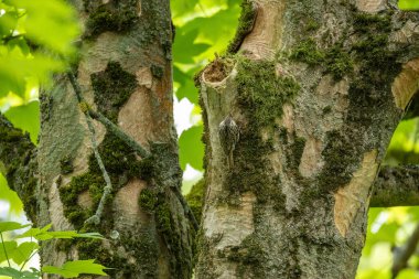 Ağaçtaki ağaç bekçisi.