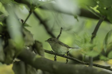 Küçük bir kuş, canlı yeşil yapraklarla çevrili bir dalda sessizce oturur ve bahar boyunca huzurlu bir ormanda narin özelliklerini ve doğal ortamını sergiler..