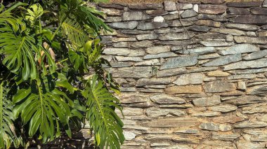 Gri ve kahverenginin değişik tonlarında doğal taşlardan oluşan bir duvar, canlı yeşil tropikal bir bitkinin gür yapraklarıyla, doğa ve yapı arasındaki uyumu vurgulayan güzel bir görsel kompozisyon..