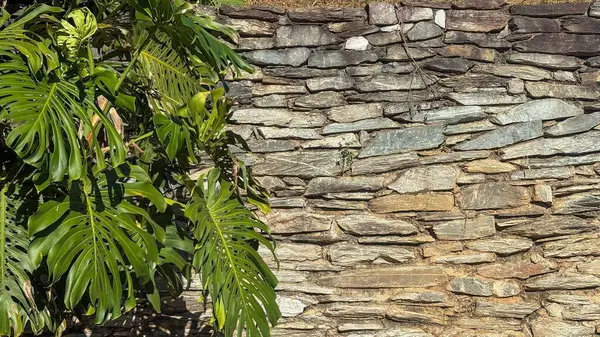 Gri ve kahverenginin değişik tonlarında doğal taşlardan oluşan bir duvar, canlı yeşil tropikal bir bitkinin gür yapraklarıyla, doğa ve yapı arasındaki uyumu vurgulayan güzel bir görsel kompozisyon..