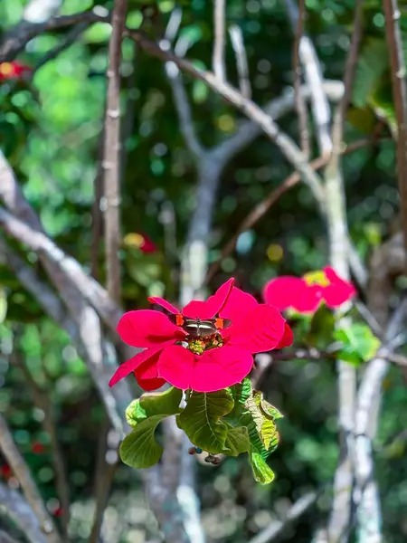 Siyah, beyaz ve turuncu bir kelebeği olan güzel kırmızı bir çiçek bulanık yeşil bir arka planda ağaç gövdesiyle belirir..
