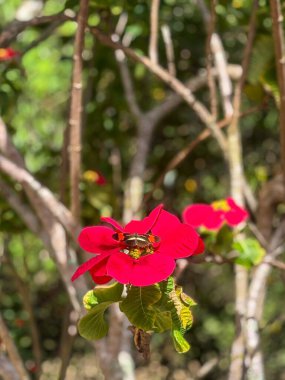 Güneşli bir günde yeşil yaprakların arasına tünemiş kelebekli kırmızı bir çiçek. Bulanık arka plan, çiçeğin güzelliğini arttırır. Huzurlu ve renkli bir sahne yaratır..
