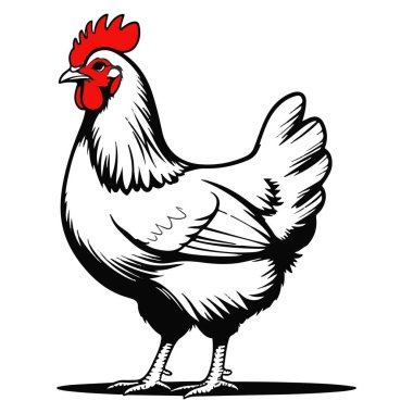 Ayrıntılı Siyah-Beyaz Bir Tavuğun Çizimi