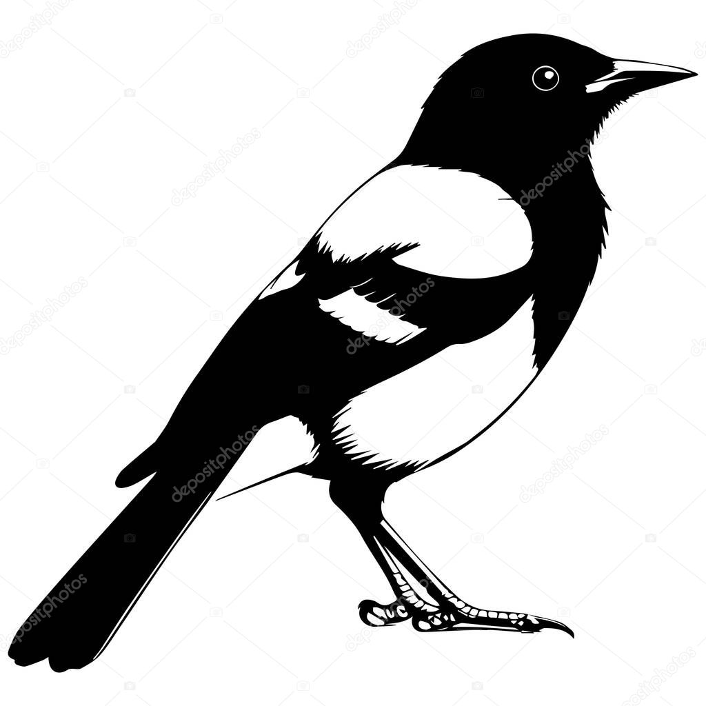 Black and white illustration of a magpie bird
