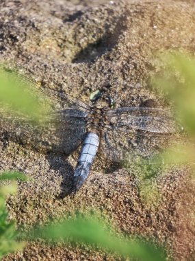 Güzel bir böceğin yakın plan fotoğrafı.