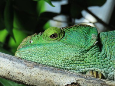 doğanın yeşil iguana