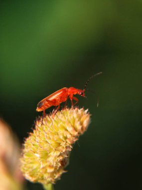 yeşil yapraklı kırmızı böcek