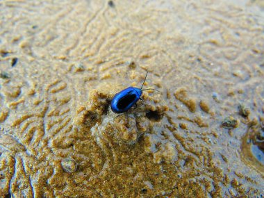 Yerdeki mavi böcek.