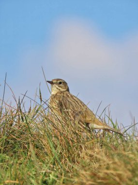Otlak Koruyucusu: Tarladaki Bir Pipit