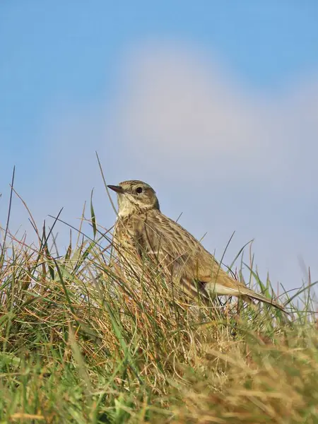 Otlak Koruyucusu: Tarladaki Bir Pipit