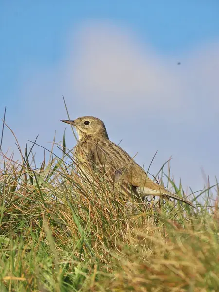 Gökyüzü ve Tüy: Ufuktaki Boru