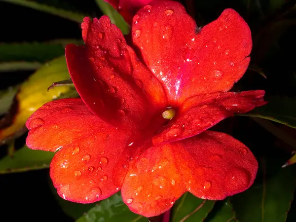 Kadife dokuya sahip canlı kırmızı bir çiçek yakın zamanda yağan bir yağmurdan sonra su damlacıklarıyla süslenir. Çiçekli yeşil yaprakların arasında duruyor. Bahçede güzellikler sergiliyor..