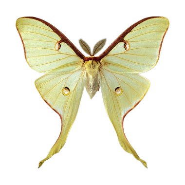 Kenya 'dan (Argema mimoza) sarı renkli Afrika kuyruklu yıldızı güvesi beyaz arkaplanda izole edildi