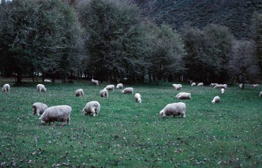 Pastoral Meadow 'da otlayan koyun sürüsünün gerçekçi bir görüntüsü.