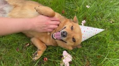 Kadın eli kırmızı doğum günü köpeğini okşuyor. Baş aşağı uzanmış, karnı yeşil çimlerin üzerinde. Sahibi evcil hayvanı seviyor. Doğum günü köpeği