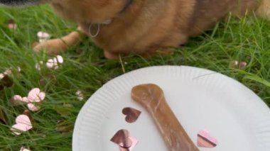 Sağlıklı kemikle tabaktan neşeli şapkalı şirin bir köpeğe. Yeşil çimlerin üzerinde konfeti Kalpli bir doğum günü.