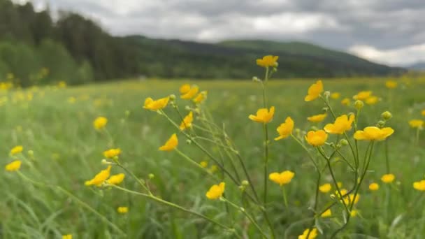 Gelbe Blumen Vor Der Kamera Bewölkter Himmel Und Gebirgstal Hintergrund — Stockvideo