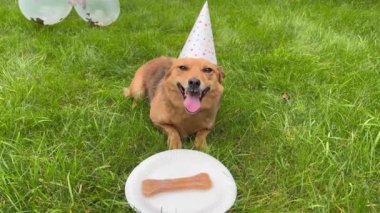 Yeşil çimlerin üzerine uzanmış sağlıklı kemikli, şenlikli şapkalı ve plakalı şirin bir köpek. Arka planda balon. Aile bireyi olarak evcil hayvan kavramı.