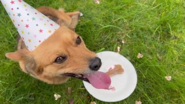 Yanında sağlıklı kemikleri olan şenlik şapkası ve tabağı olan sevimli bir köpek. Aile bireyi olarak evcil hayvan kavramı.