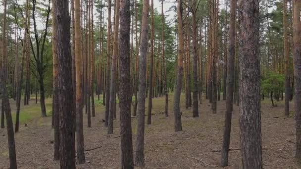 Camera Din Spate Circulă Prin Pădurea Pin Frumoasa Pădure Pin — Videoclip de stoc