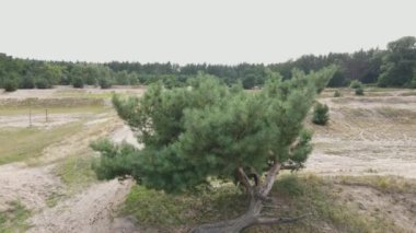 Drone fly over amazing tree. Beautiful Pine Forest on background. Drone flies around lonely tree.