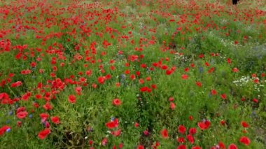 Drone shot. Flying over a field of blooming red poppies, white flowers in the summer.