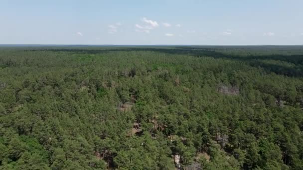 Полет Над Зеленым Сосновым Лесом Летом Голубое Небо Заднем Плане — стоковое видео