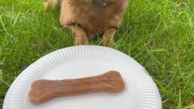 A cute red dog in a festive cap and plate with healthy bone near laying down on green grass, balloon on background. Concept of pet as family member. Birthday 