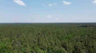 Flight over the green pine forest in summer, blue sky on background. beauty in nature.
