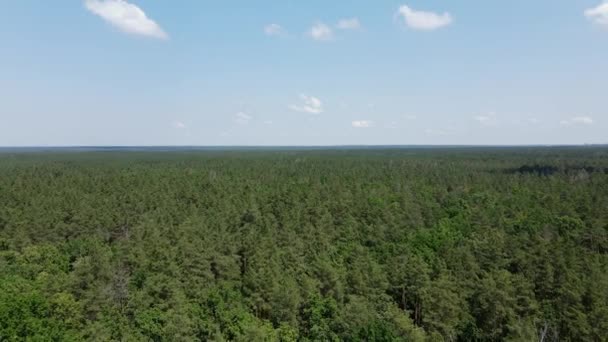 Політ Над Зеленим Сосновим Лісом Влітку Блакитне Небо Фоні Краса — стокове відео