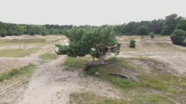 Drone flies around lonely tree. Beautiful Pine Forest on background. 