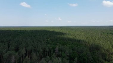 Drone flies backwards over the green pine forest and blue sky with clouds in background. Aerial shot. beauty in nature.