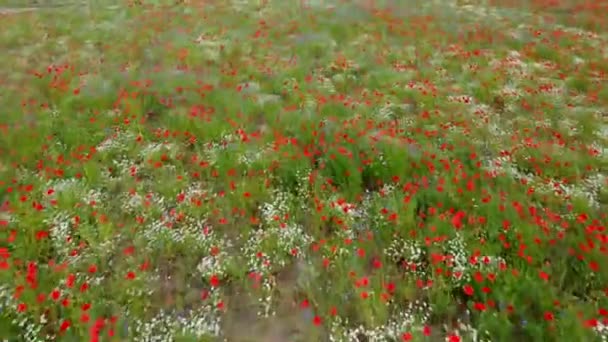 Speed Drone Vliegt Heel Dichtbij Bloemen Niemand Natuur Landschap Platteland — Stockvideo