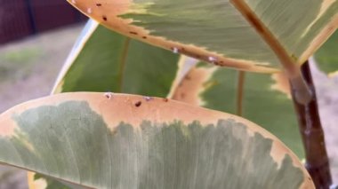 Çiçek hastalığı. Lastik fabrikalarında kahverengi benekler, Ficus elastica. Bitki üzerindeki böcekleri ölçekle. Evde zırhlı böcekler var. Grev kırıcı. Enfekte olmuş bitki yaprağı. Bitki hastalıkları.