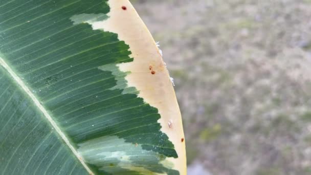 Närbild Infekterade Växtlöv Krukväxtsjukdom Bruna Fläckar Gummiväxter Ficus Elastica Skala — Stockvideo