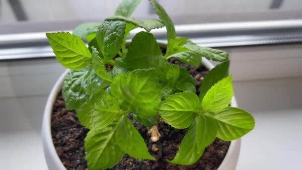 Sağlıklı Hortensiya Beyaz Bir Tencerede Bitki Yetiştirir Yeşil Yaprak — Stok video
