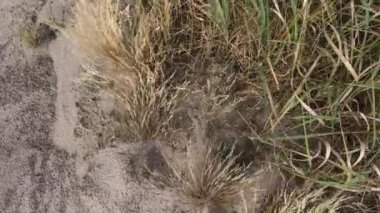 İHA 'lar sazlıkların üzerinden yeşil çayırlara uçar. İnsansız hava aracı doğanın güzelliğini vurdu..