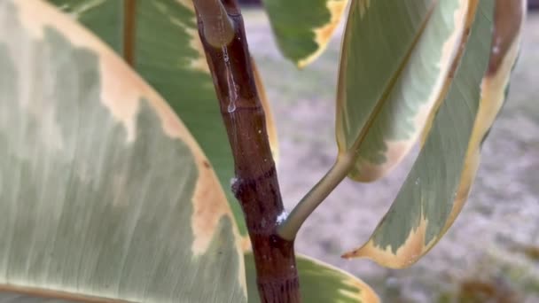 Болезнь Домашнего Очага Коричневые Пятна Резиновых Заводах Ficus Elastica Houseplant — стоковое видео