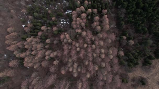 Drone Filmowe Strzał Góry Dół Widok Szczyt Lasu Śnieżnymi Ścieżkami Wideo Stockowe