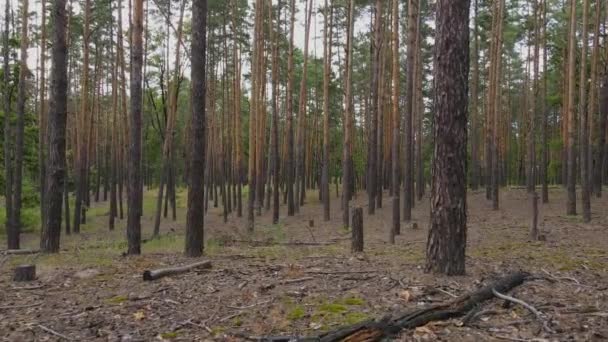Мягкий Дрон Камера Движения Через Сосновый Лес Прекрасный Сосновый Лес — стоковое видео