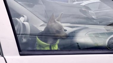 Küçük köpek kilitli bir arabada yalnız bırakıldı. Havlar ve pencereden bakar, sahibini bekler. Aşırı ısınma ya da hipotermi riski var. Evcil hayvan sahibinin ihmali..
