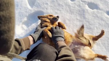 Köpek, sahibinin rahat, keyifli ve mutlu bir şekilde okşadığını hisseder. Kırmızı sevimli köpeği seven bir adam. Köpek ve insan dostluğu.