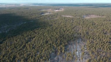 Bulutlu gökyüzünden karlı orman tepesine kadar sinematik dron görüntüleri. Kış ormanı manzarası. Ukrayna doğası.