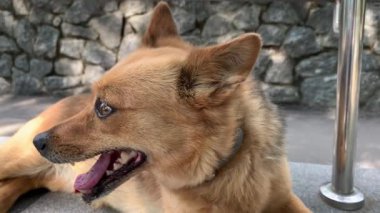 Açık havada rahatça uzanmış kahverengi gözlü sevimli kırmızı bir köpeğin yakın çekimi. Köpek uzanmış, dilini uzatmış bekliyor ve sahibini arıyor.