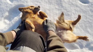 Köpek, sahibinin rahat, keyifli ve mutlu bir şekilde okşadığını hisseder. Kışın güneşli ve karlı bir günde kırmızı sevimli bir köpeği okşayan bir adam. Köpek ve insan dostluğu. Yavaş Hareket.