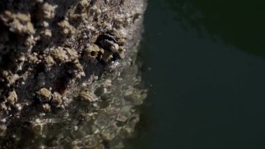 Barnacles destek veriyor. Midyelerin bir kısmı suya batmış, bir kısmı da açıkta kalmış. Deniz yaşamı, gelgit seviyesi ve kıyı ortamını gösteren yıpranmış yüzeye tutunur..