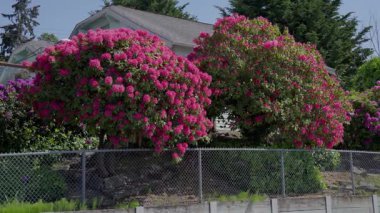 Banliyö Mahallesindeki Çiçekli Pembe Rhododendron Ağaçları. Rhododendron ağaçları tamamen çiçek açarak yerleşim yeri caddesi boyunca bereketli ve renkli bir bahar manzarası yaratıyor..