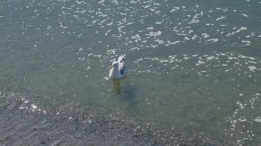 Bir martı suda yüzer, sonra kıyıya adım atar ve kum boyunca yürür. Sahne, yumuşak güneş yansımalarını ve dalgalarda parıldayan ışığı yakalar..