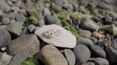 Beyaz kaya midyeli White Seashell. Yıpranmış sahil taşları üzerinde küçük midyelerle kaplı parlak, beyaz bir deniz kabuğunun yakın çekimi..