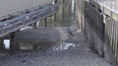 A solitary heron stands on wet mud beneath a wooden pier at low tide. Calm area, shallow water reflecting the structure above. Urban shoreline scene in natural lighting. Pigeons in the foreground.
